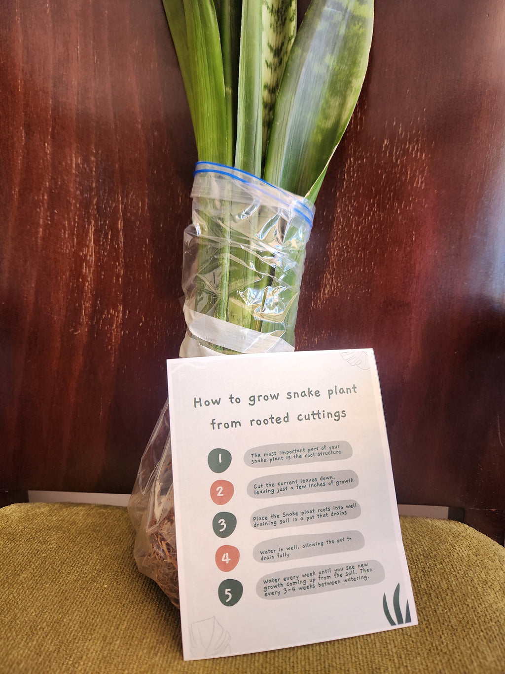 Snake Plant Starter Kit