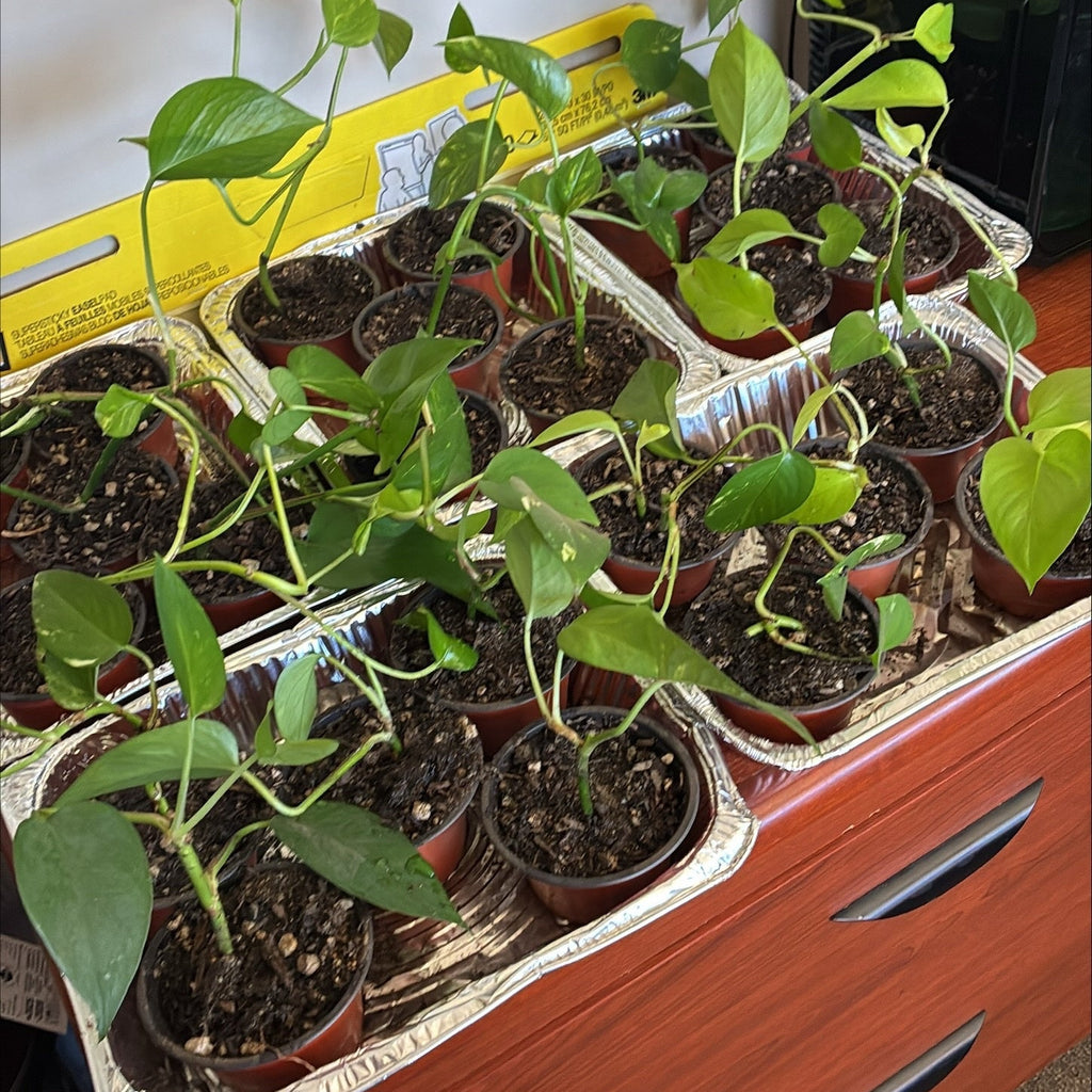 Pothos Starter Plant