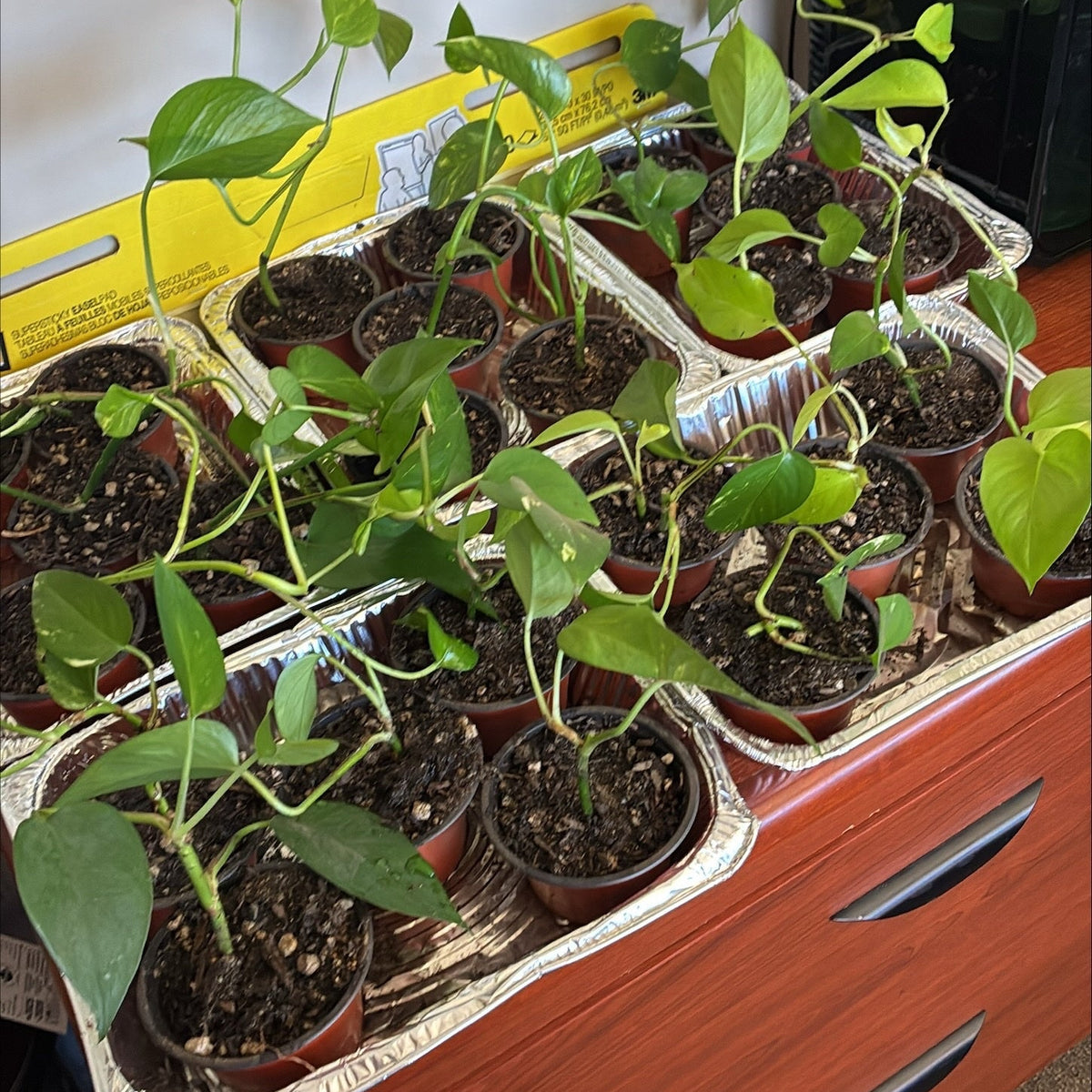 Pothos Starter Plant
