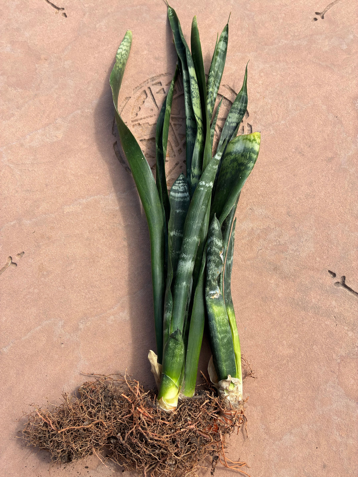 Snake Plant Starter Kit