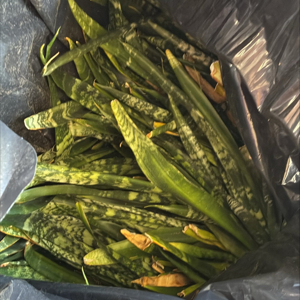 Snake Plant Starter Kit