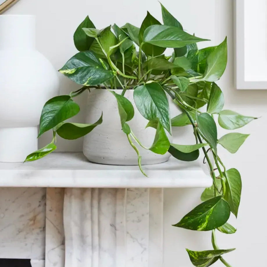 Pothos Starter Plant